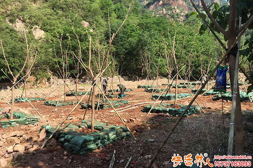 苗木恢复差怎么办？树木移栽生根剂选择与绿化养护全指南