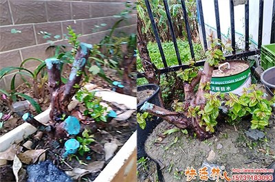 下山桩如何快速生根